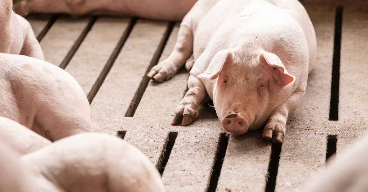 keep-cool-for-the-summer-how-to-treat-heat-stress-in-pigs-alltech